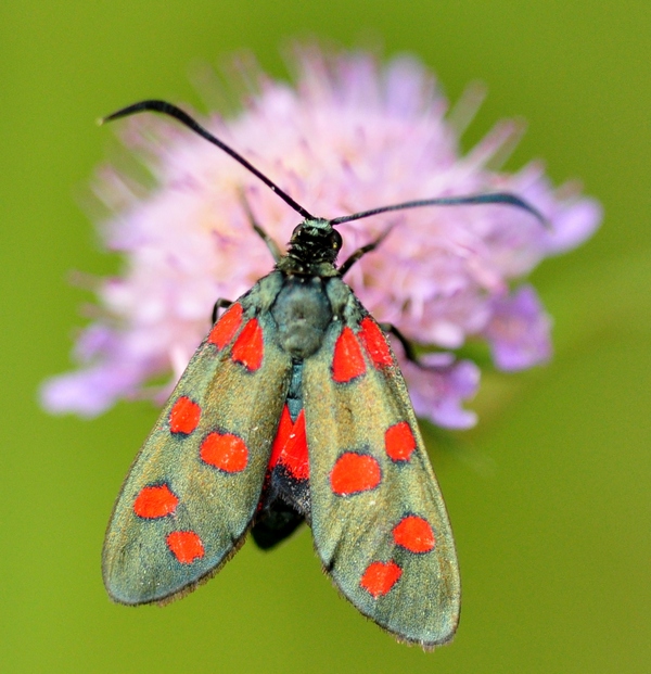 Zygaena  da Id.